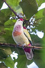 Many-colored Fruit-Dove